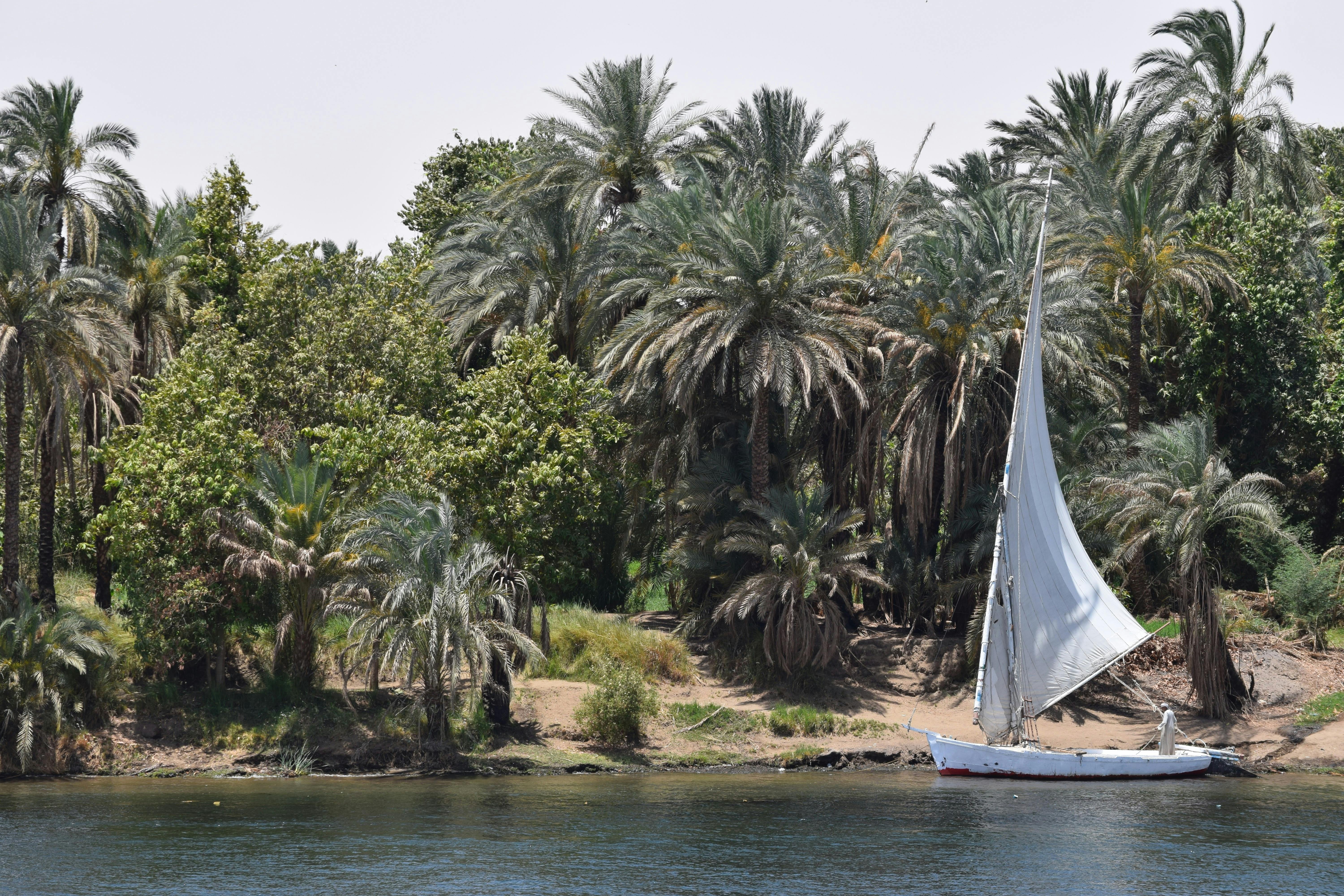 Felucca sailing on the Nile by palm-lined shore