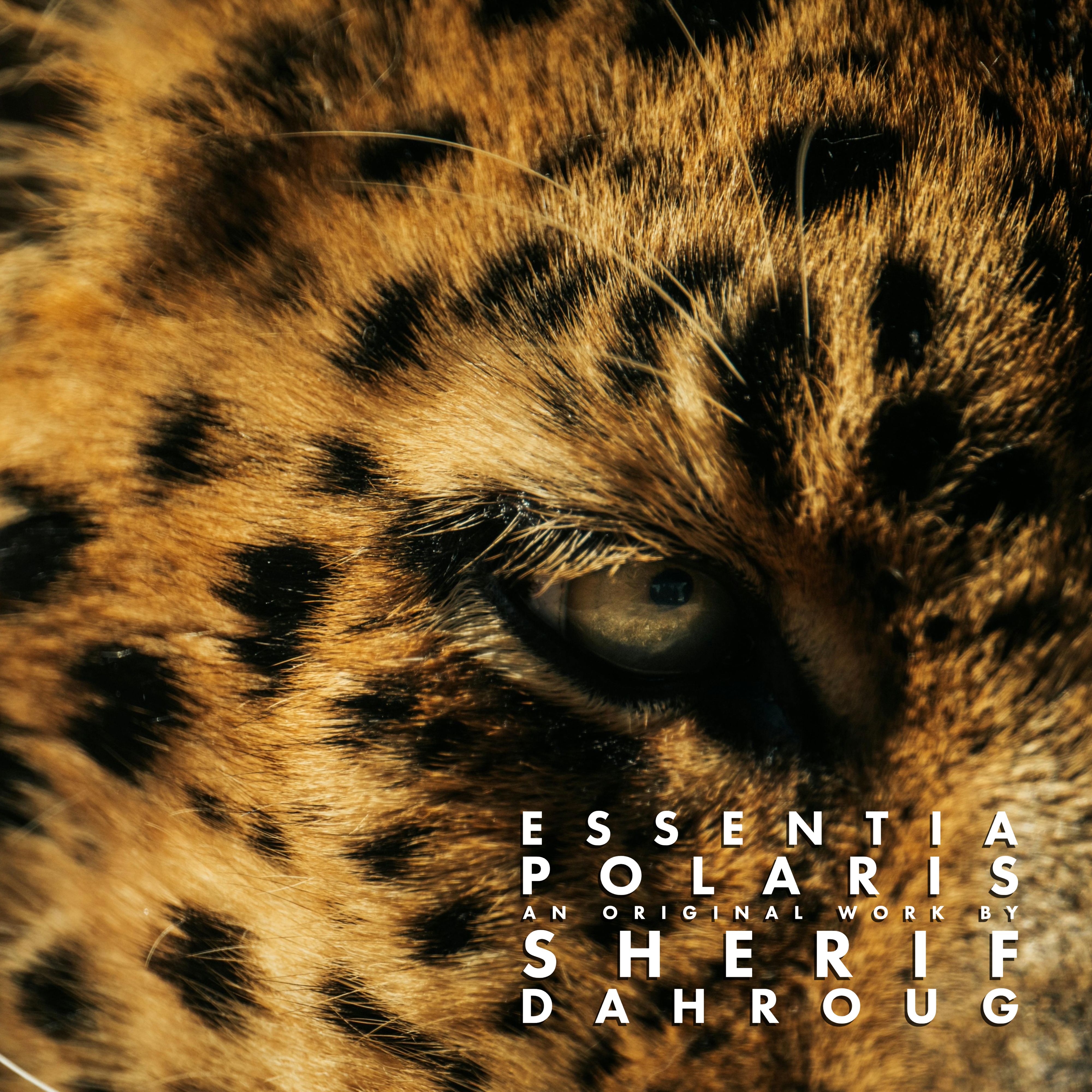polaris-vinyl-9